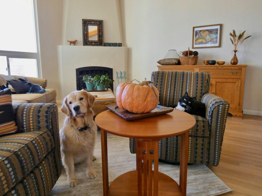 house with dog and cat