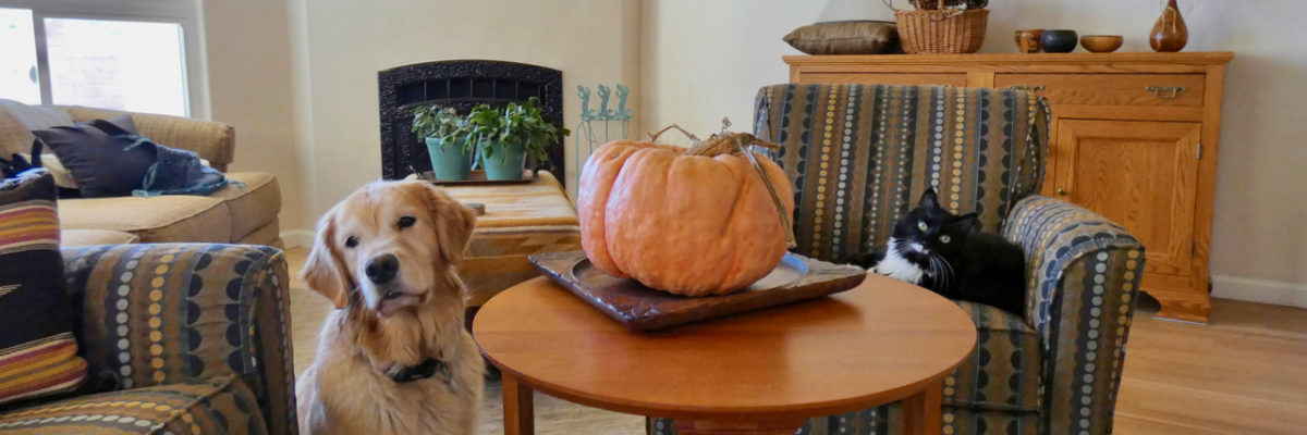 house with dog and cat