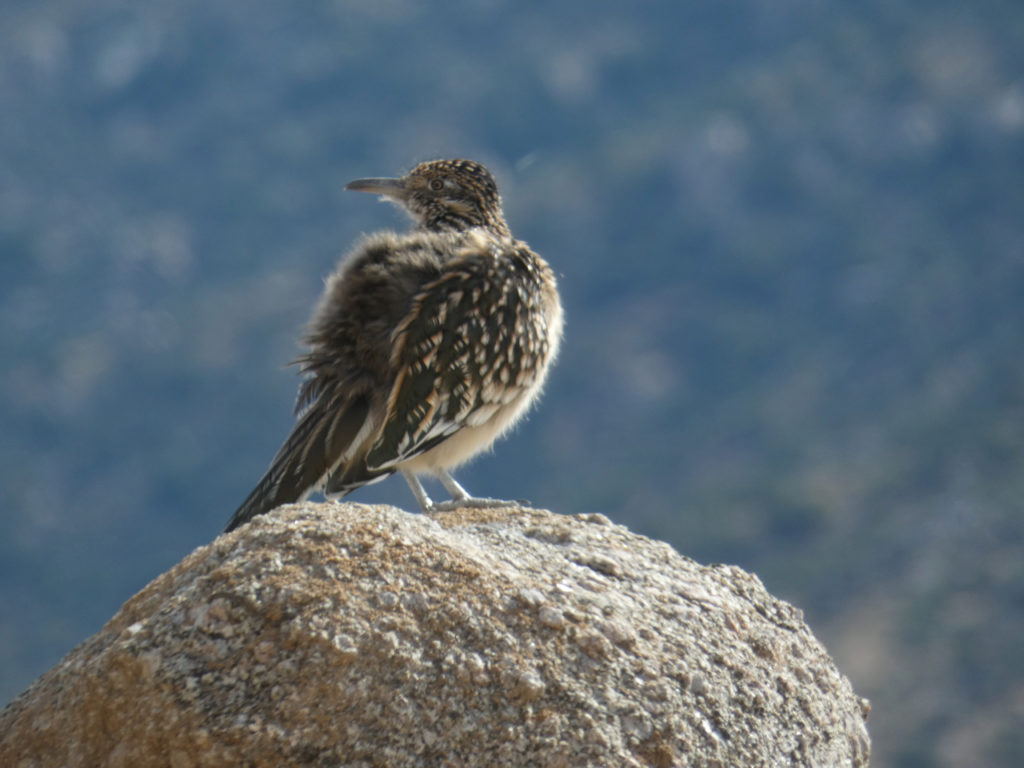 roadrunner bird on rock