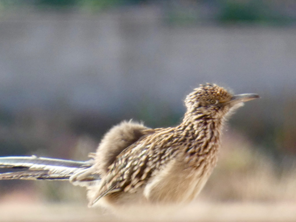 roadrunner bird