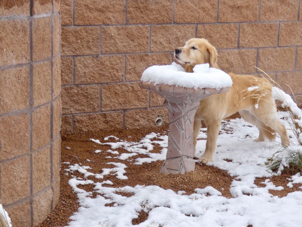 Dog and Birdbath