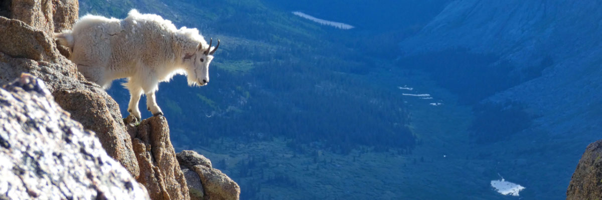 mountain goat on rock