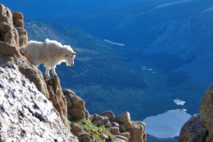 mountain goat on rock