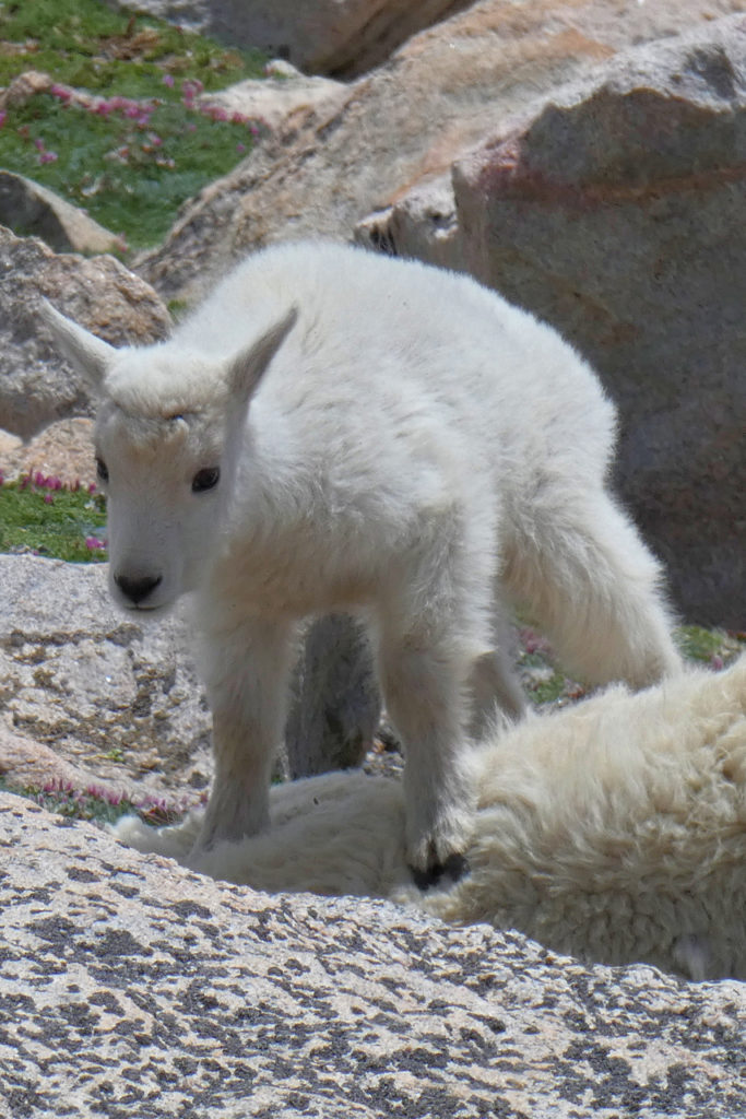 baby mountain goat