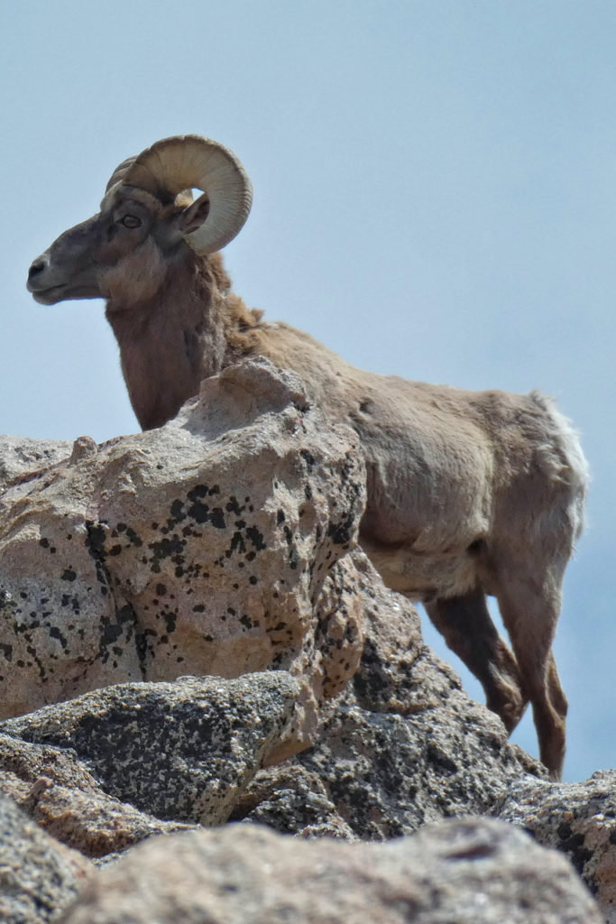 big horn sheep