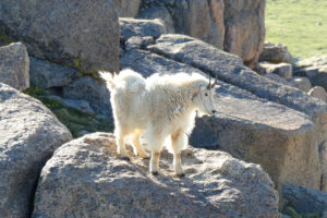 mountain goat