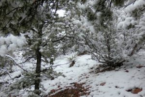 snow in santa fe