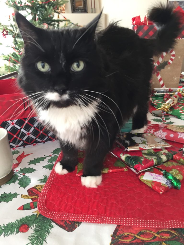 cat on holiday table