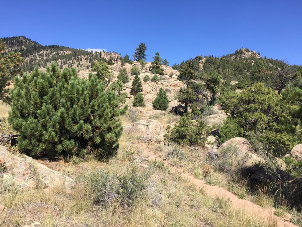 rocks and trees